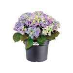 Bac à fleurs Cilinder 65 - Noir Ø 64 x 49 cm