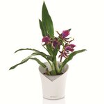 LECHUZA Jardinière ORCHIDEA ALL-IN-ONE Blanc mat