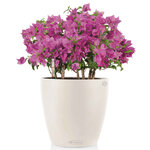 LECHUZA Jardinière Classico Color 43 ALL-IN-ONE Blanc 13230