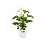 Brussels Pot de fleurs rond Roues 47 - Blanc Ø 47 x 44 cm