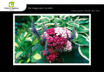 Lot de 6 cartes postales - fleurs 1 - photos frédéric engel