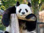 SMARTBOX - Coffret Cadeau Billets pour le ZooParc de Beauval 2025 : 2 entrées adulte pour 2 journées -  Multi-thèmes