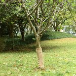 vidaXL Rouleau de jute 0 5x5 m 100   jute 200 g/m²