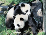 SMARTBOX - Coffret Cadeau Billets pour le ZooParc de Beauval 2025 : 2 entrées adulte pour 1 journée -  Multi-thèmes