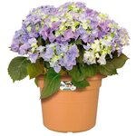 Cilinder 45 cm mild terra - ELHO