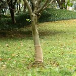 vidaXL Rouleau de jute 0 25x10 m 100   jute 200 g/m²