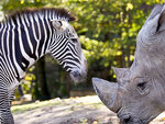 SMARTBOX - Coffret Cadeau Billets pour le ZooParc de Beauval 2025 : 2 entrées adulte et 2 entrées enfant pour 1 journée -  Multi-thèmes