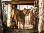 SMARTBOX - Coffret Cadeau Tanière Zoo Refuge : immersion avec les carnivores ou les éléphants pour 2 personnes -  Multi-thèmes