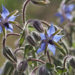 Graines à semer - Bourrache bio