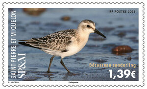 Timbre Saint Pierre et Miquelon - Bécasseau sanderling
