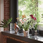 LECHUZA Jardinière ORCHIDEA ALL-IN-ONE Blanc mat