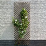 Nature Treillis de jardin 60x180 cm saule naturel marron