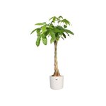 Pot de fleurs Rond B.FOR - Plastique - Ø 25 - Blanc - Elho