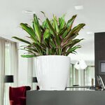 LECHUZA Jardinière CLASSICO LS 35 ALL-IN-ONE blanc brillant 16060