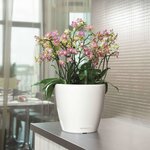 LECHUZA Jardinière CLASSICO LS 35 ALL-IN-ONE blanc brillant 16060