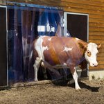 Kerbl Ensemble de rideaux PVC 225 x 30 cm 291162