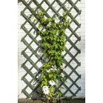 Nature Palissades de jardin 2 Pièces Bois Vert 50 x 150 cm