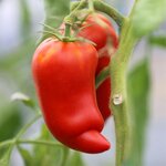 Tomate Andine Cornue bio - Graines à semer