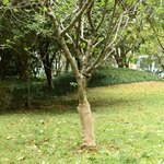 vidaXL Rouleau de jute 0 5x15 m 100   jute 200 g/m²