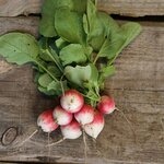 Graines à semer - Radis Gaudry bio