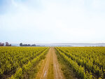 SMARTBOX - Coffret Cadeau Visite de vignoble en famille et dégustation près de Versailles -  Gastronomie