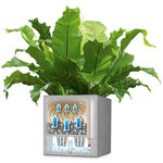 LECHUZA Jardinière Canto Color Square 40 ALL-IN-ONE Gris 13720