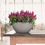 LECHUZA Jardinière CUBETO Stone 40 ALL-IN-ONE gris pierre 13840