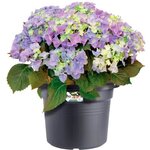 Pot de fleurs Rond - Plastique - Ø 45 - Terre cuite doux