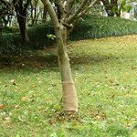 vidaXL Rouleau de jute 0 25x50 m 100   jute 200 g/m²