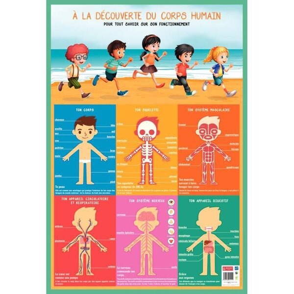 Poster Le corps humain 76 x 52 cm