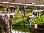 SMARTBOX - Coffret Cadeau Tanière Zoo Refuge : visite guidée VIP à la découverte des animaux pour 2 personnes -  Multi-thèmes