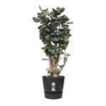 ELHO Pot de fleurs rond Greenville 40 - Extérieur - Ø 39 x H 36,8 cm - Vivre noir