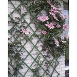 Nature Treillis de jardin 2 Pièces 100 x 200 cm PVC Vert