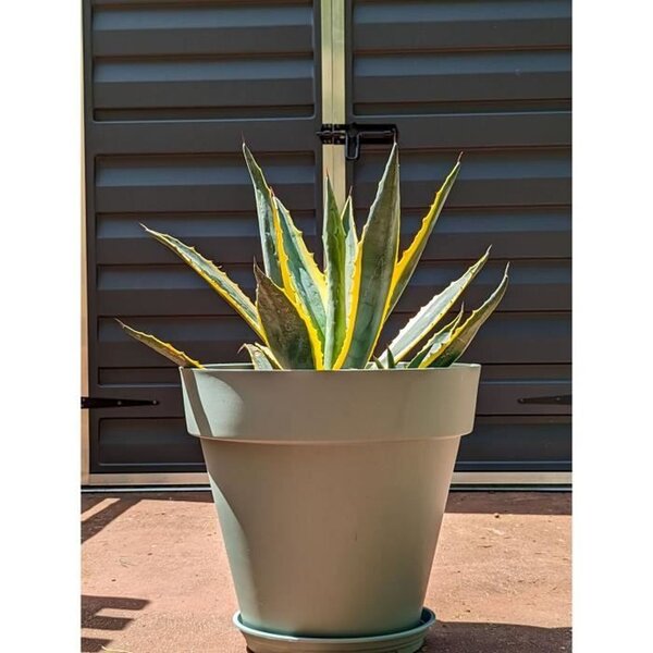 Bac à fleurs rond SOLEILLA - Plastique Ø 50 cm - Vert argile