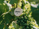 SMARTBOX - Coffret Cadeau Adoption de parcelles de vignes de 4 domaines bio avec visites et livraison de 4 coffrets personnalisés -  Gastronomie