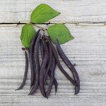 Haricots nain bio Purple Queen - Graines à semer