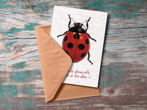 Carte à planter coccinelle demoiselle