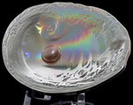 Pièce de monnaie en Argent 20 Dollars g 93.3 (3 oz) Millésime 2016 Sea Treasures HALIOTIS OVINA PEARL
