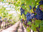 SMARTBOX - Coffret Cadeau 2 jours insolites en dôme avec visite de vignoble et dégustation œnologique près de Bordeaux -  Séjour
