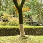 vidaXL Rouleau de jute 1x5 m 100   jute 200 g/m²