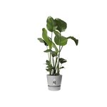 ELHO Pot de fleurs rond Greenville 30 - Extérieur - Ø 29,5 x H 27,8 cm - Gris béton vivant