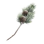 5 rameaux de sapin avec pigne 24 cm