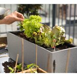 LECHUZA Jardinière BALCONERA Stone 50 ALL-IN-ONE Gris