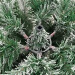 vidaXL Sapin de Noël artificiel à charnières avec neige floquée 120 cm