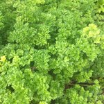 Graines à semer - Persil frisé bio