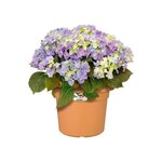 Pot de fleurs Rond - Plastique - Ø 40 - Terre cuite doux