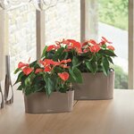 Lechuza jardinière de table delta 20 all-in-one taupe brillant 15566
