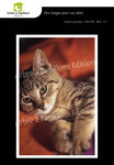 Lot de 6 cartes postales - animaux 1 - photos frédéric engel