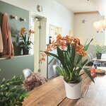 LECHUZA Jardinière ORCHIDEA ALL-IN-ONE Blanc mat