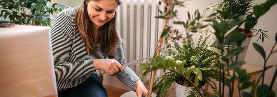 Comment bien entretenir vos plantes d’intérieur en hiver ?